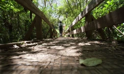 Balade dans la  forêt de Bélouve