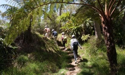 Balade dans la  forêt de Bélouve