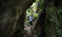 Balade dans la forêt de Bélouve
