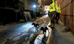 Des chasseurs de rats à Washington le 3 juin 2023