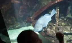 L'aquarium de La Réunion à Saint-Gilles