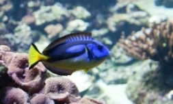 L'aquarium de La Réunion à Saint-Gilles