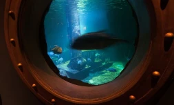 L'aquarium de La Réunion à Saint-Gilles