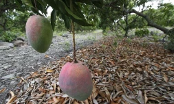 Exploitation fruitière de Patrick Serveaux