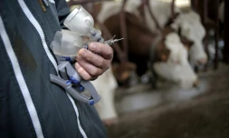 Les vétérinaires ruraux se font de plus en plus rares dans les étables