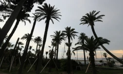 Il est déjà trop tard pour sauver tous les palmiers de la Côte d'Azur et du pourtour méditerranéen, estime l'Agence de sécurité sanitaire