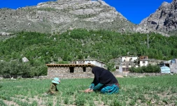 L'agricutrice Habiba travaille dans un champ aux cÎtés de sa petite-fille Zuheida dans son village d'Eshtiwi, au Nouristan, le 8 juin 2026 en Afghanistan