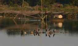 Un indien pĂȘche sur la riviĂšre Mahananda prĂšs de Siliguri, le 14 novembre 2017