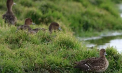 Le canard d'Eaton sur l'archipel de Kerguelen (Photo : Axel Falguier-Taaf)