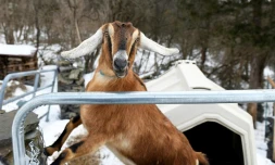 La chèvre Lincoln, nouvelle "maire" de Fair Haven, le 6 mars 2019 au lendemain de son élection