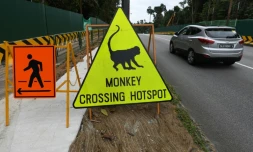 Un panneau à Singapour met en garde les conducteurs contre les animaux sauvages susceptibles de traverser la route, le 14 décembre 2018