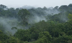Vulnérables au changement climatique et victimes de déforestation massive, les forêts des tropiques donnent des signes d?essoufflement