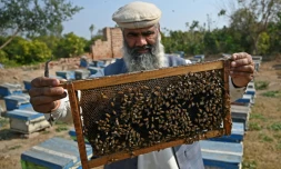 L'apiculteur Malik Hussain Khan, inspecte ses ruches à Lak Mor, dans la province du Pendjab, le 30 janvier 2025 au Pakistan