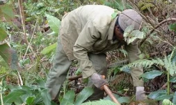 L'arrachage de pestes végétales suppose une lutte constante et régulière. (Photo : ONF)