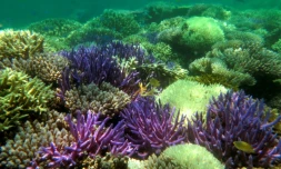 Photo fournie par l''association Pala Dalik qui ?uvre en faveur des récifs coralliens, le 19 septembre 2016 à Nouméa en Nouvelle Calédonie