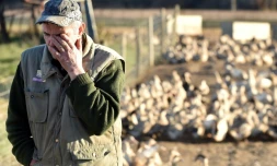 Bernard Dupuy, éleveur de canards, dans sa ferme le 5 décembre 2017 à Bars dans le sud-ouest de la France