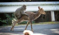 Un singe en pleine activité sexuelle sur une biche, le 10 janvier 2017 sur l'île de Yakushima (sud du Japon)