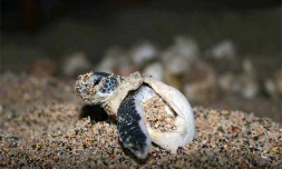Des jeunes tortues vertes

Photo Stéphane Ciccione/Kélonia