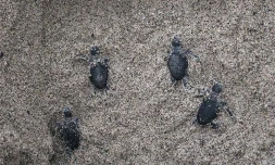 Des jeunes tortues vertes

Photo Stéphane Ciccione/Kélonia