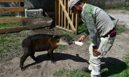 Un jeune tapir est alimenté par un gardien du zoo Joya Grande à Santa Cruz de Yojoa, au Honduras