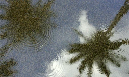 Pluie