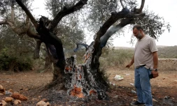 Un Palestinien regarde un olivier incendié prÚs de Ramallah, en Cisjordanie, le 16 octobre 2026