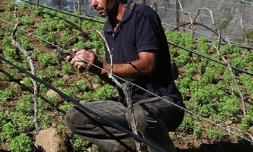 Vignoble et production en "Vin de Pays de Cilaos"