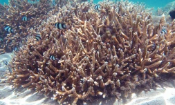 Corail branchu (Photo : Ifrecor, Initiative française pour les récifs coralliens)