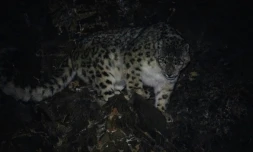 Un léopard des neiges sur son territoire de la montagne Jargalant, à Mankhan, dans la province occidentale de Khovd, le 13 mars 2023 en Mongolie