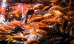Des poissons rouges recueillis à l'Aquarium de Paris, le 17 août 2018