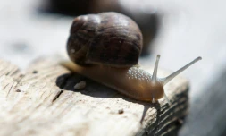 Un escargot de l'élevage d'Andreas Gugumuck, le 18 juin 2022 à Vienne, en Autriche