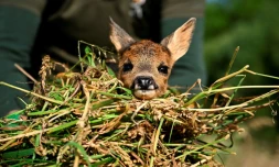 Un faon sauvé par l'association "Sauvons Bambi", près de Namur dans le centre de la Belgique, le 24 juin 2024