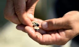 Le producteur de moules Javier Franch montre desmoules mortes, dans sa ferme au large de la côte près de Deltebre, au sud de Tarragone, en Espagne, le 10 août 2022