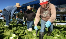 Des travailleurs immigrés récoltent des salades à Brawley, en Californie, le 10 décembre 2024