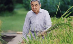 L'empereur du Japon Akihito récolte du riz le 25 septembre 2006 au palais impérial de Tokyo