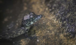 Oscar, un rare petit crocodile nain né le mois dernier au zoo de Mulhouse (Haut-Rhin), le 12 décembre 2016