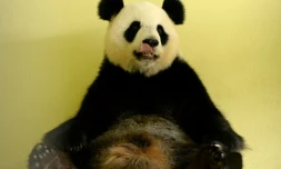 Huan Huan, la panda femelle prêtée par la Chine au zoo de Beauval à Saint-Aignan-sur-Cher (Loir-et-Cher), le 26 juillet 2017