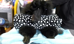 Un caniche présenté au 142e concours canin de New York, le 12 février 2018