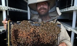 Ruches robotisées qui surveillent les abeilles et permettent de réduire leur mortalité, dans un kibboutz de Galilée, dans le nord d'Israël, le 14 mai 2022