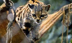 Au parc zoologique de Santa Cruz, en Colombie, en mars 2014