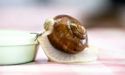 Un escargot de Bourgogne vivant élevé par Toshihide Takase dans son exploitation de Matsusaka (centre du Japon) le 16 mai 2024