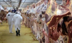 La viande polonaise écoulée frauduleusement en France localisée mais complexe à retirer