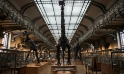 Des squelettes de dinosaures dans la galerie de paléontologie du Jardin des plantes, le 16 novembre 2017 à Paris