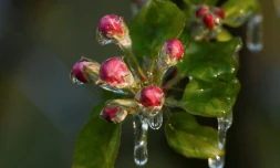 Du Var à la Bourgogne, les agriculteurs vivent une semaine de tous les dangers avec des risques de gelées blanches qui pourraient détruire les futures récoltes