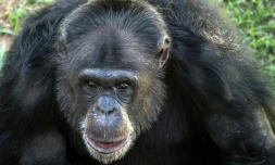 Une chimpanzée dans le sanctuaire pour grands primates de Sorocaba à 100 km de Sao Paulo, au Brésil, le 28 juillet 2017