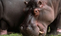 Deux hippopotames du zoo d'Anvers, en Belgique, souffrant d'un écoulement nasal, ont été testés positifs au Covid-19, selon le parc animalier qui y voit une premiÚre mondiale pour cette espÚce