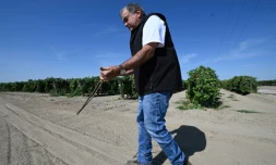 David Sagouspe, qui opère en tant que sourcier en Californie, montre comment il trouve des sources d'eau souterraines avec une branche d'olivier, à Fresno, le 24 juillet 2021