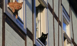 Deux chats à la fenêtre, le 5 août 2015 à Quedlinbourg, en Allemagne
