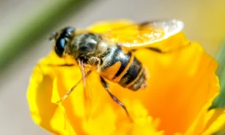 L'Agence européenne pour la sécurité des aliments, l'Efsa, a confirmé mercredi le risque pour les abeilles posé par trois néonicotinoïdes actuellement soumis à des restrictions d'usage dans l'UE