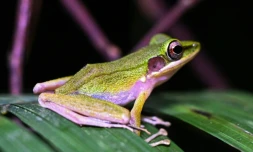 Une grenouille à joues cuivrées dans le parc national de Kubah à Kuching, capitale de l'Etat de Sarawak, sur l'île de Bornéo en Malaisie, le 19 juin 2025
